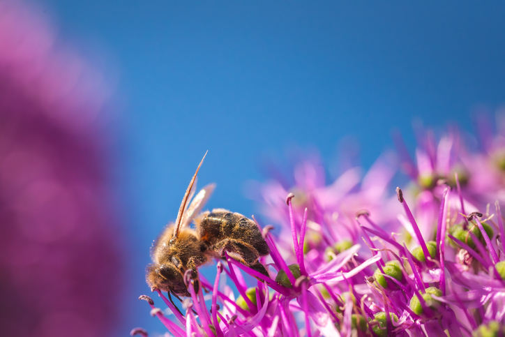 Ett bi som samlar nektar från en lila blomma