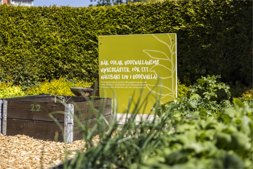 Urban gardening med skylt