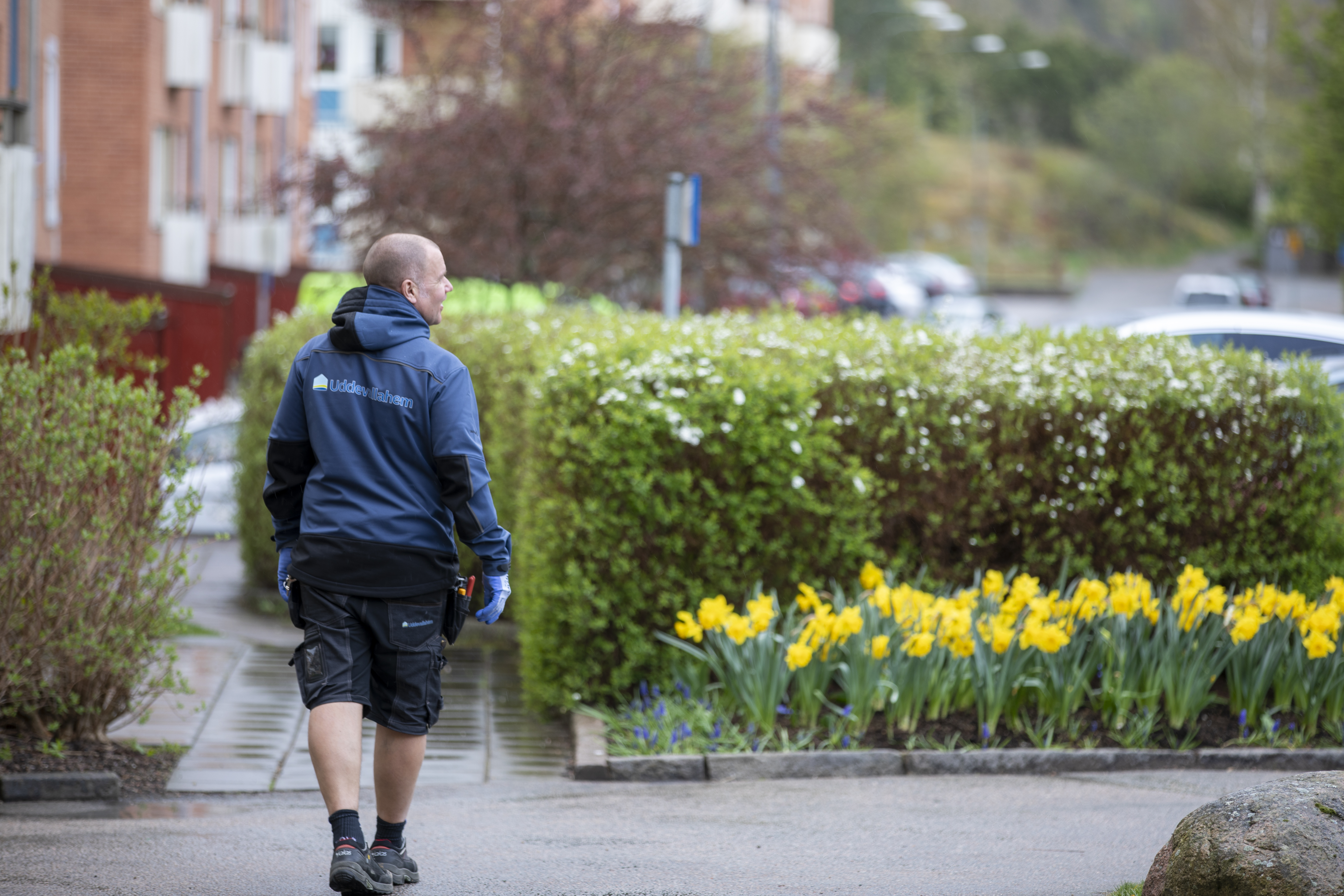 bovärd som promenerar i ett område med påskliljor