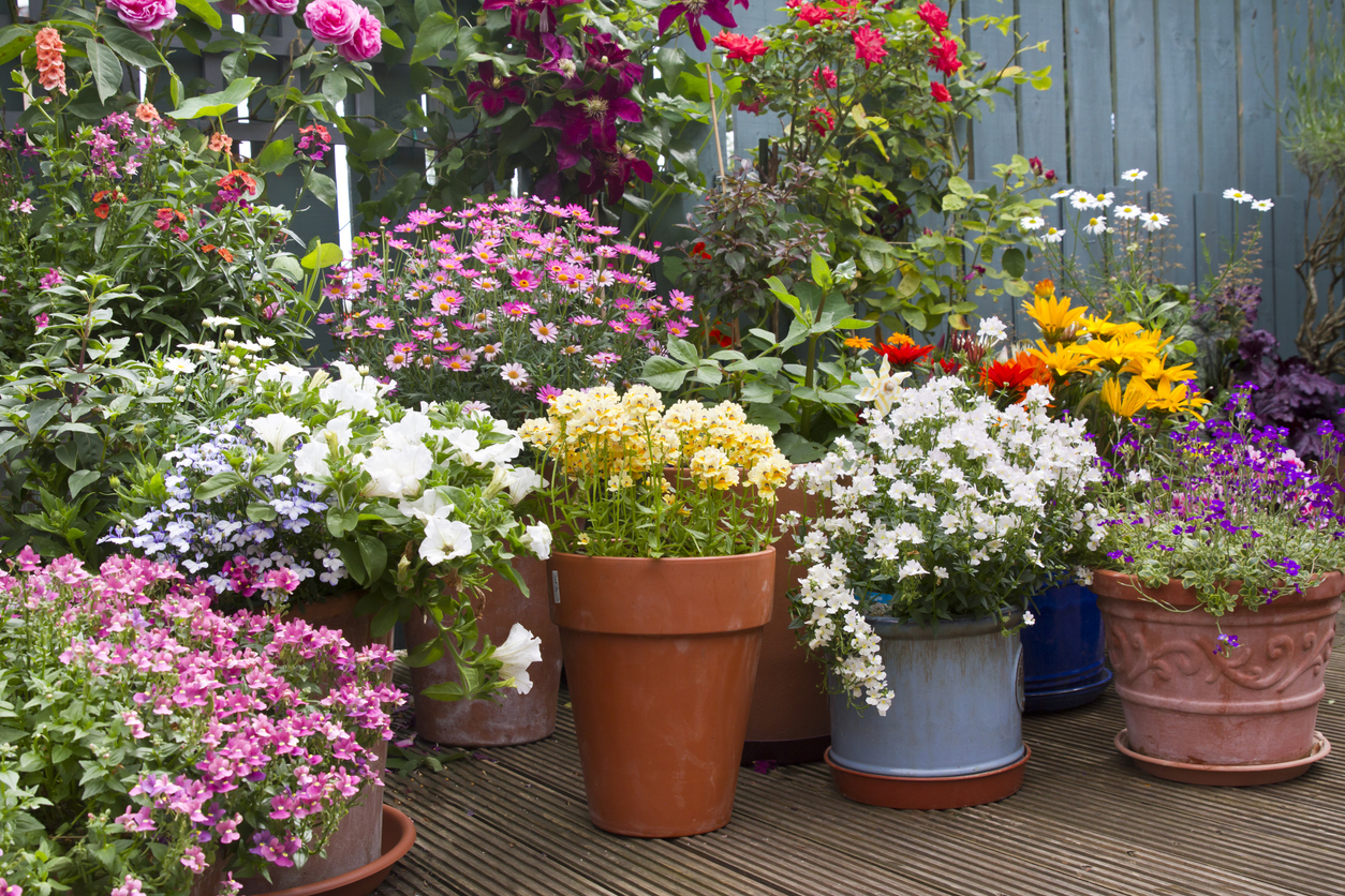 Sommarblommor i krukor